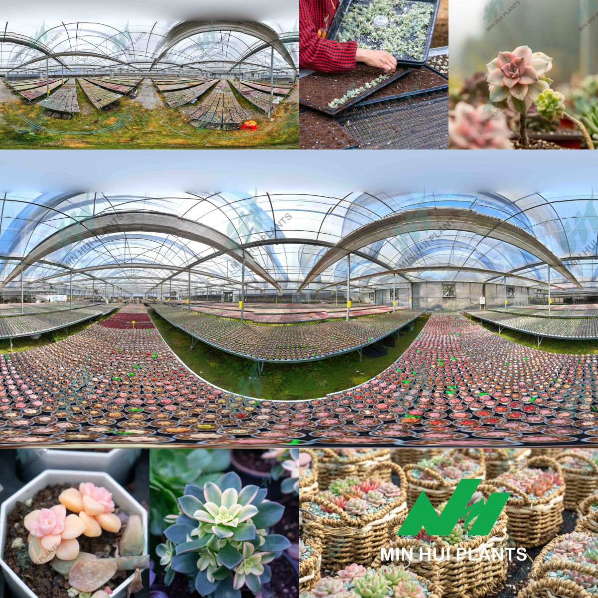 MinHui Plants-Citrus Blaze product image