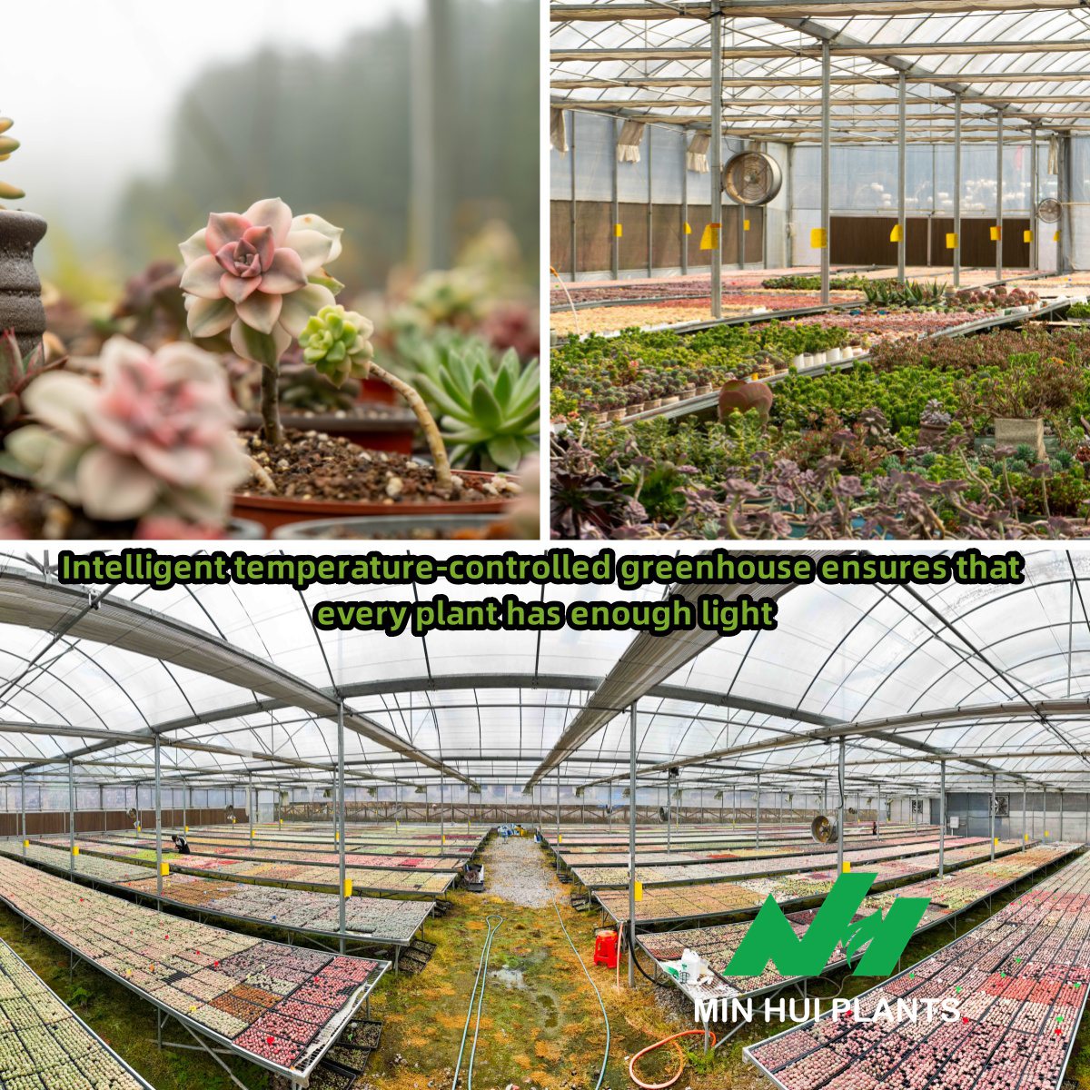 MinHui Plants-Flame Crown product image
