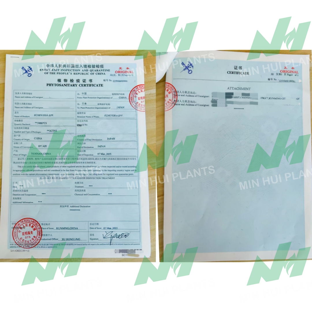 MinHui Plants–BloodCrown product image